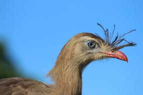 Bird Seriema Animal