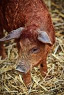 Wool Pig Piglet Little
