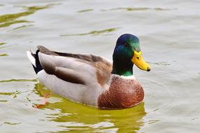 Ducks Waterfowl Mallard