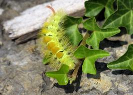 Caterpillar Book Track Walk