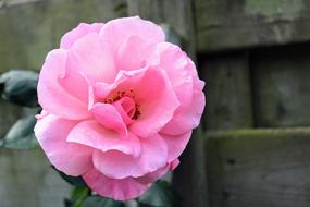 pink flower bud in the fence