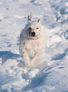 Terrier Dog Snow
