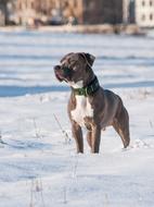Dog Pitbull Terrier