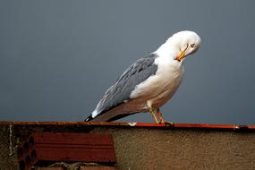 Seagull Ave Plumage