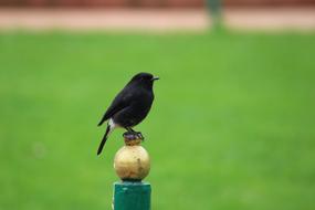Bird Pied Bush Chat Nature