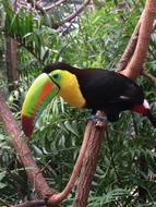 Toucan Bird Colorful
