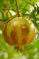 unripe pomegranate on a tree branch