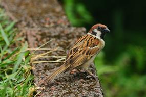 Animal Bird