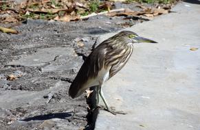 Bird Pond Heron Indian