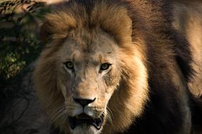 Beautiful cute lion on safari