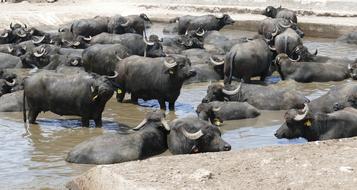 floating black bulls in a pond