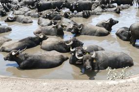 Water Buffalo Animals