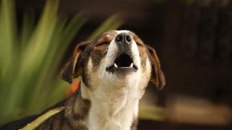 photo of domestic Dog Pet
