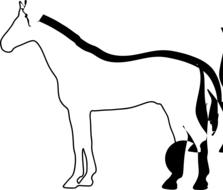 horse konik animal
