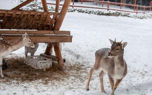 Sarna Hart Animal