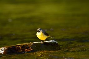 little yellow bird on a log in the swamp