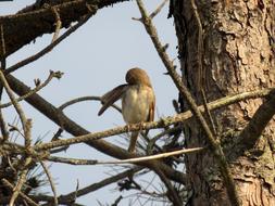 Sparrow Brown Bird