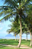 Coconut palm Tree on Beach Sand