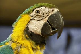 Parrot Bird Colored The