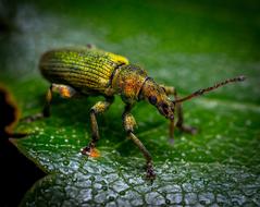 Macro Insect Bespozvonochnoe