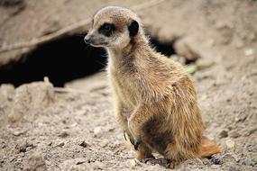 Meerkat Cute Animal