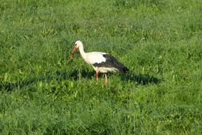 Stork Bird Flying