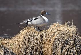 Pintail Duck Portrait Waterfowl