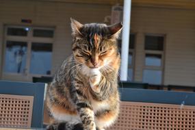 Cat Pet Feline