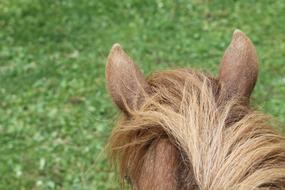 Pony Ears Meadow