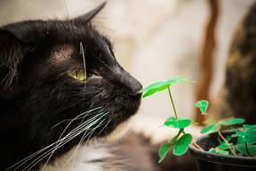 black cat sniffs a green flower