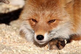 Fox Snout Portrait