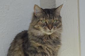 Cat Pet Tabby