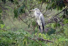 Bird Heron Grey Ardea