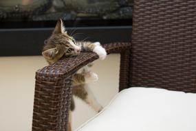 Kitten Pet Little