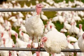 Turkeys Birds Poultry