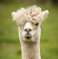 Alpaca Animal Portrait