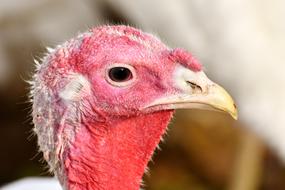 Turkeys Birds Poultry