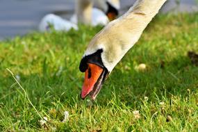 Swan Water Bird Schwimmvogel