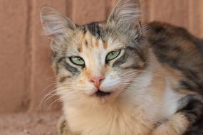 Morocco Ouarzazate Stray