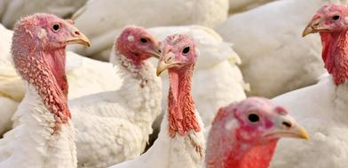 Turkeys Birds Poultry