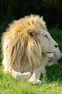 Lion White Animal