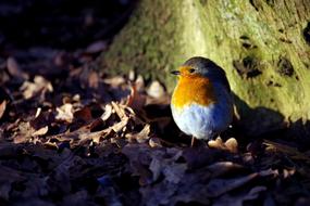 Robin Winter Sun