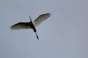 big bird flying in the sky