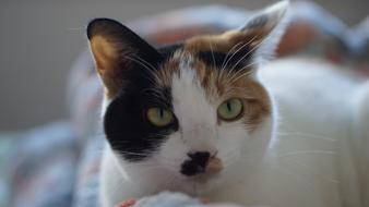 Cat Animal Kitty