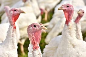 Turkeys Birds Poultry