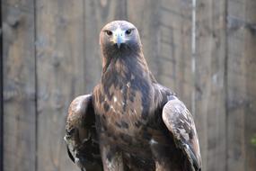 Adler Raptor Bird Of