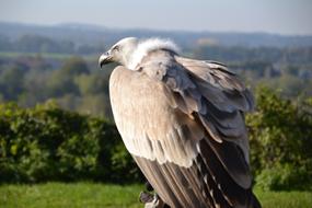 Vulture Griffon Bird