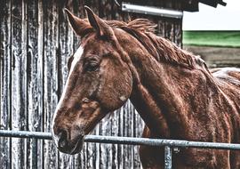 Horse Brown Animal