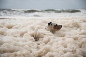 Dog Doggy Style Foam