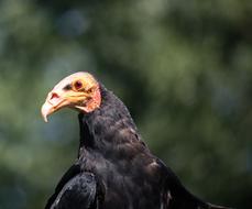 Vulture Raptor Bird